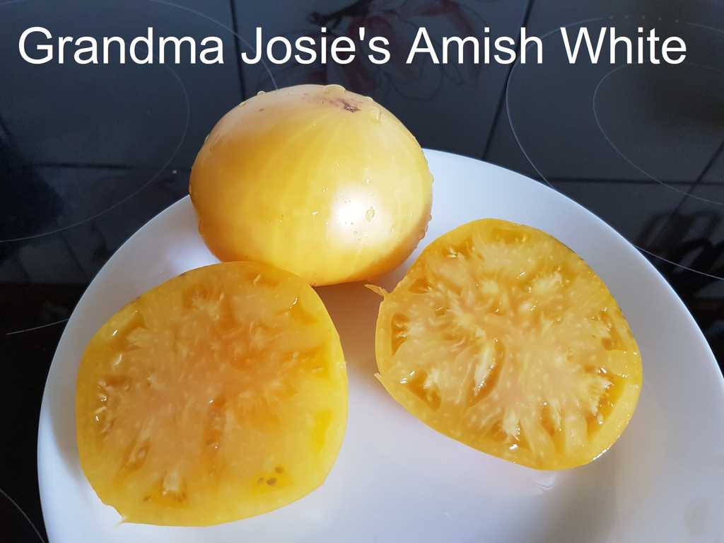 Grandma Josie's Amish White